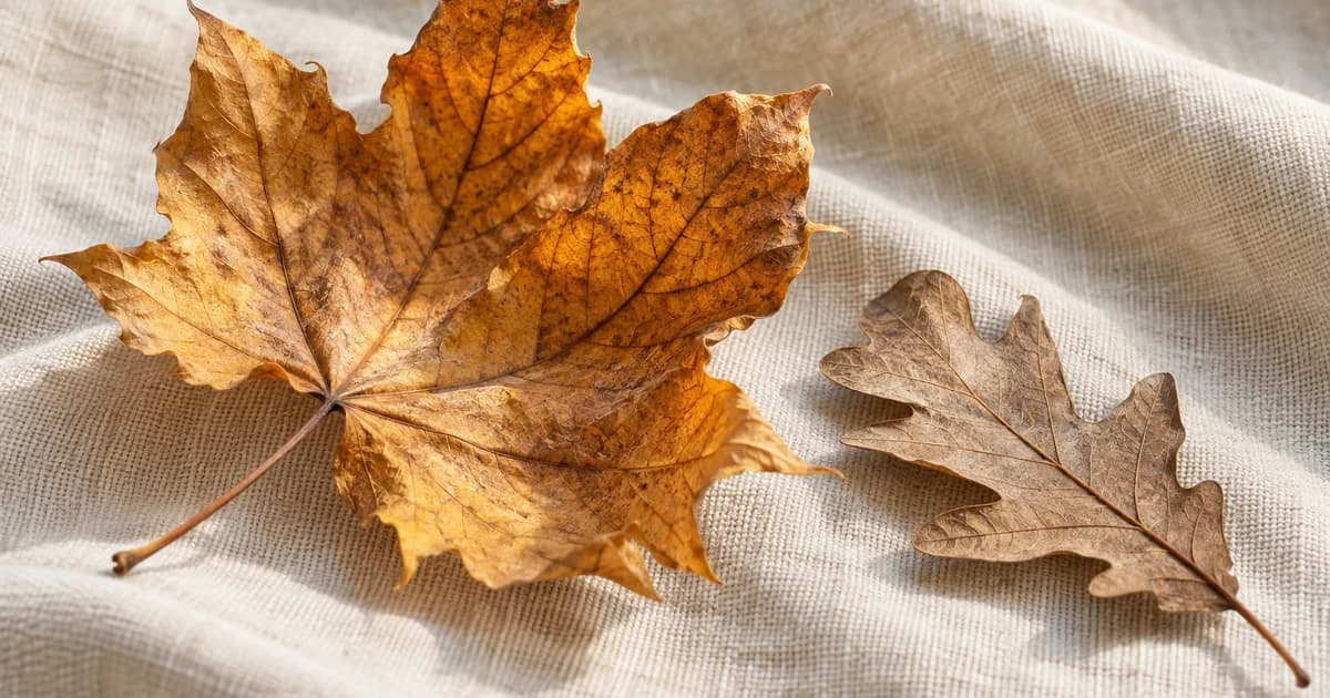 Illustration of dry maple and oak leaves showing papery edges and fine veins on linen